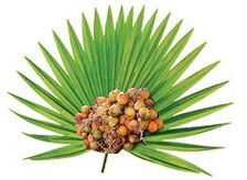 Kreep Palm Fruuchtextrakt (Serenoa repens) zu Urostal