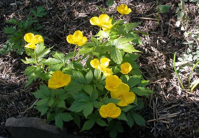 celandine fir d'Behandlung vu Prostatitis